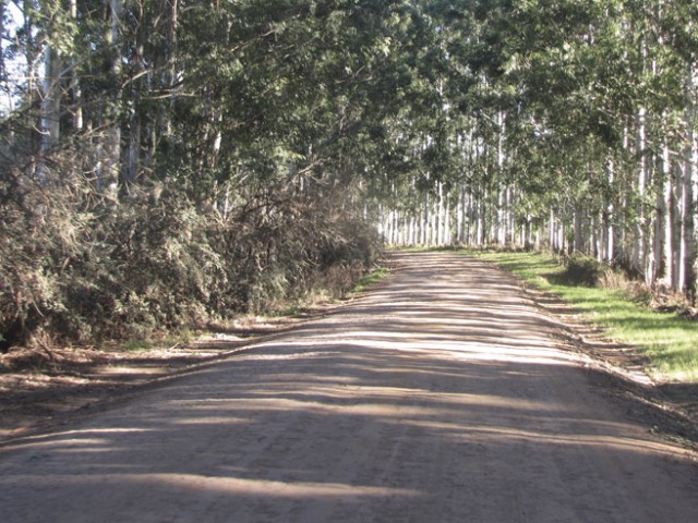 OPP destina U$S 10 millones para caminería rural y emergencia vial