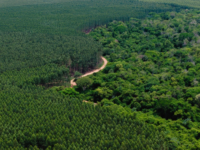 BID Invest impulsa a Paracel, la mayor inversión privada en la historia de Paraguay, para desarrollar el primer polo industrial forestal sostenible