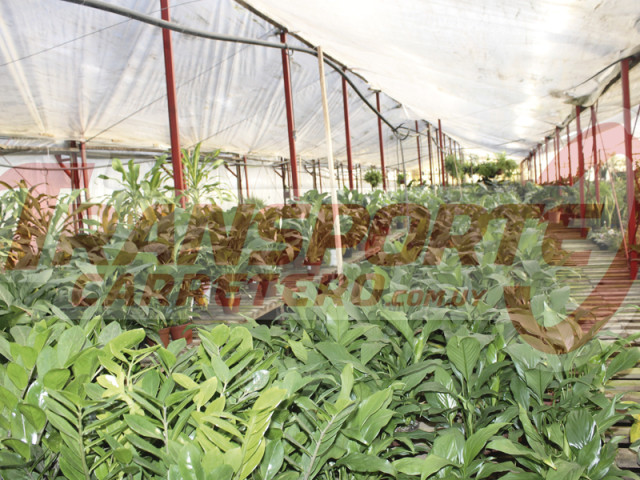 Vivero_Merladett__1