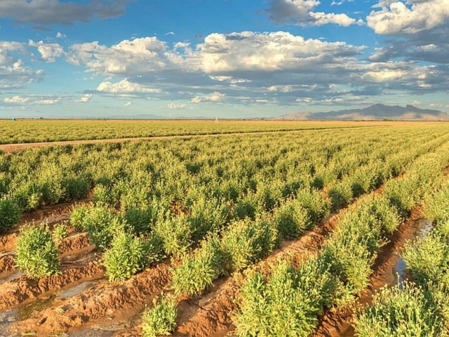 guayule